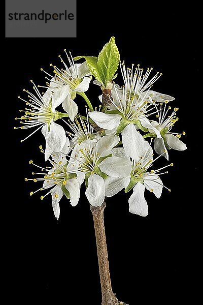 Close-up of a branch of the plum tree with blossoms  buds and leaves cropped to black