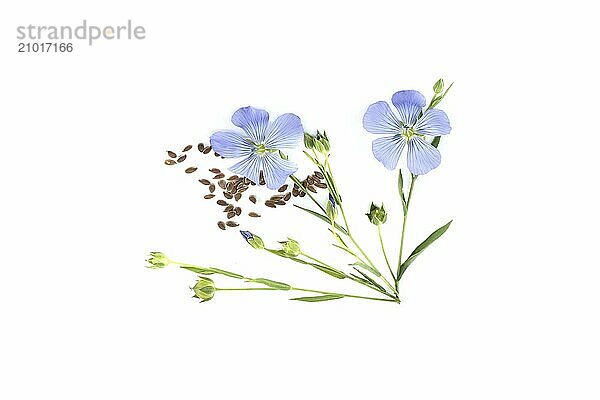 Stems of flowering flax  linseed seeds and flax fruit round capsules isolated on white background. Linum usitatissimum or Common Flax