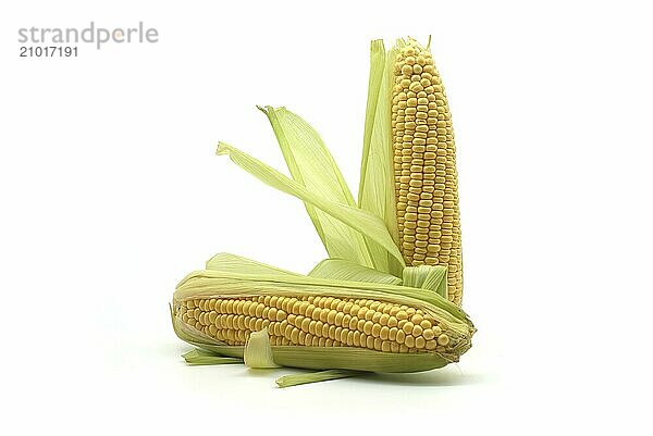 Fresh raw maize or corn on the cob with leaves isolated on white background  low angle view