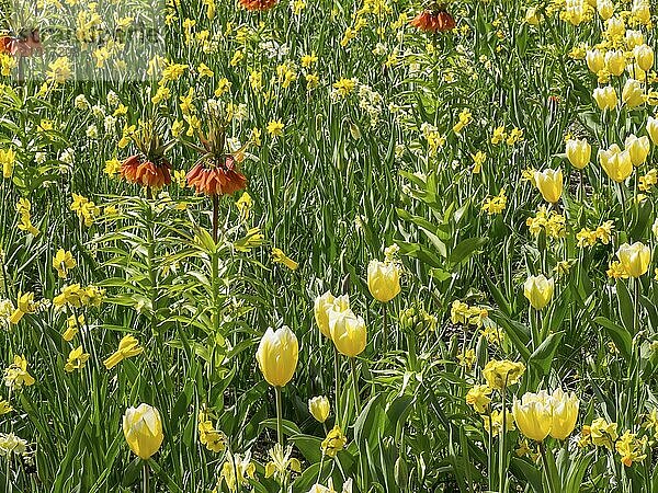 Flower field with yellow and orange flowers surrounded by green nature  Amsterdam  Netherlands