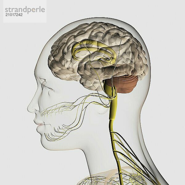 Medical illustration of the human nervous system and brain  close-up