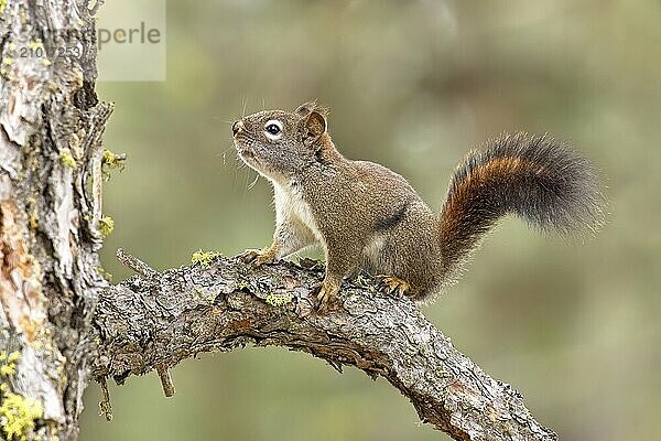 A cute little squirrel is perched on a branch of a pine tree near Spokane  Washington