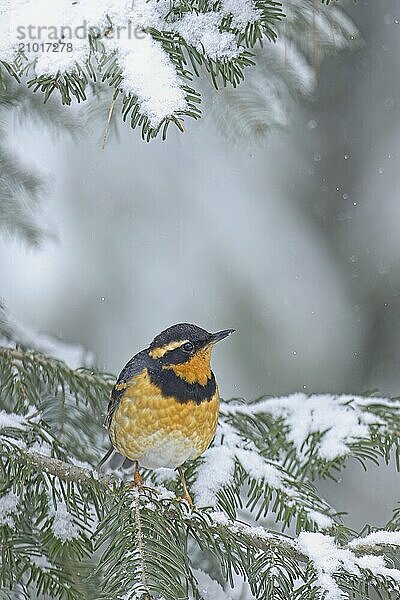 A male Varied Thrush is perched on a branch covered in snow during winter in north Idaho