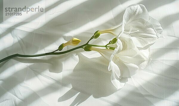 A delicate freesia bloom on a clean white backdrop  casting a soft shadow AI generated