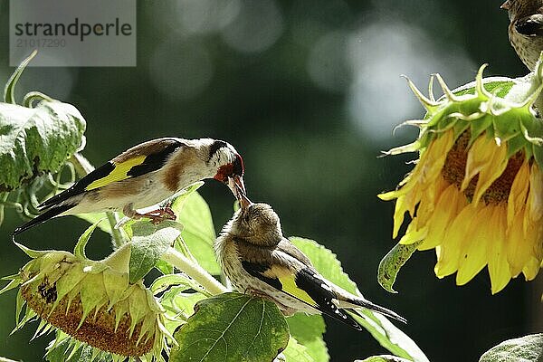 Goldfinches feeding  summer  Saxony  Germany  Europe