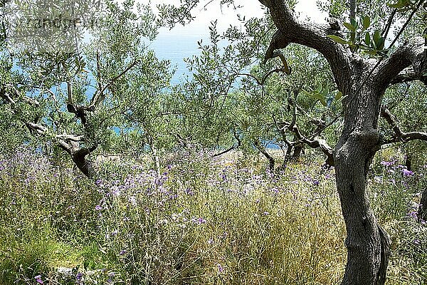 Italy  Gulf of Naples. Amalfi Coast hiking trail. Colli Fontanelle  olive groves  Naples  Salerno  Italy  Europe