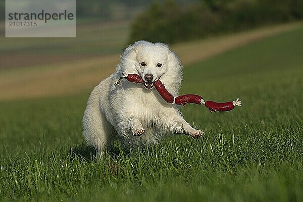 Playing Icelandic dog