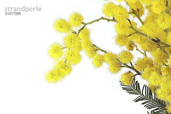 Mimosa flowers bunch  yellow fluffy balls and leaves in close-up over white background. Acacia dealbata (silver wattle)