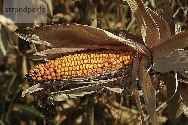 Romania  near Giurgiu in the south of the country  maize ripe for the corn corn cob harvest  Europe