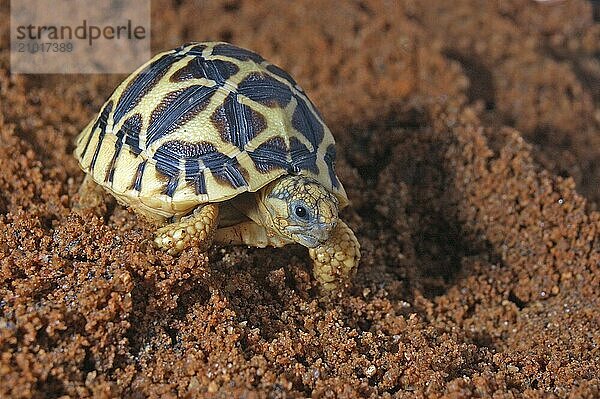 Indian Starred Tortoise  Geochelone elegans  Tamil Nadu  South India