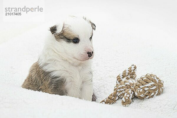 4 week old Icelandic puppy