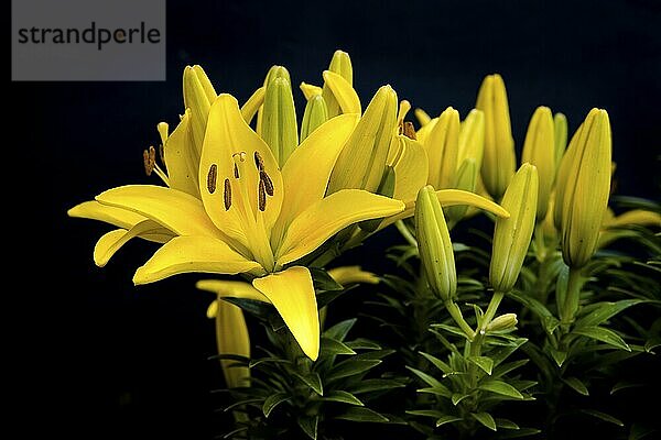 A close up of yellow day lilies in a garden with a black background added