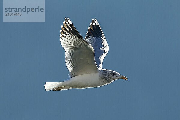 A seagul flies up in the sky in north idaho