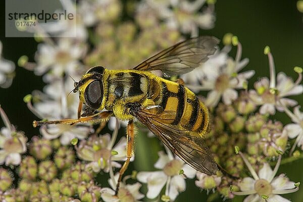 Close-up of the female of a death's-head hoverfly (Myanthropa florea on white flowers of angelica (Angelica sylvestris)  Baden-Württemberg  Germany  Europe