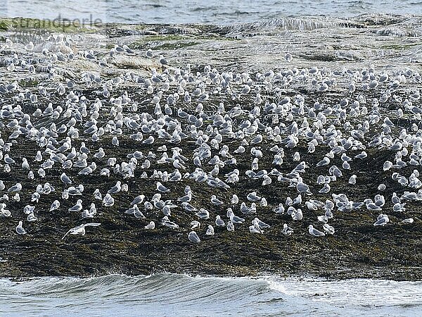 Black-legged kittiwake (Rissa tridactyla)  flock resting on coastal rocks of Arctic Ocean  beside breeding colony  May  Varanger Fjord  Norway  Europe