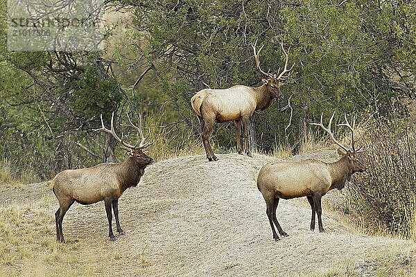 Three bull elk stand in a field by the trees in western Montana