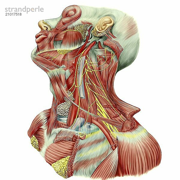 Detailed dissection view of human neck showing ansa cervicalis (Latin)  superior root or descending hypoglossal  Inferior root or descending cervical