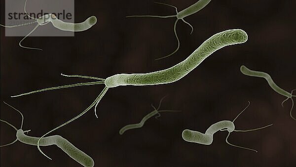 Conceptual image of the helicobacter pylori bacteria