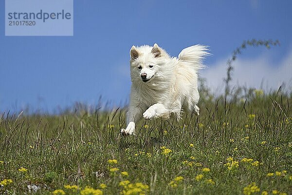 Icelandic dogs are little power packs