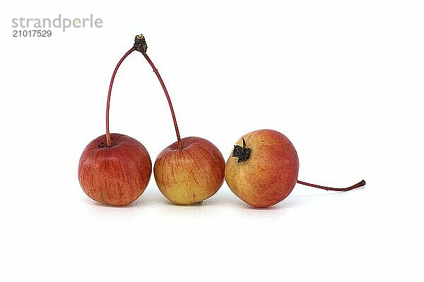 Crab apple or European wild apple isolated on white background. Wild apples are at risk of extinction