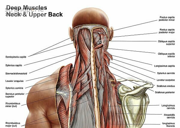 Human anatomy showing deep muscles in the neck and upper back