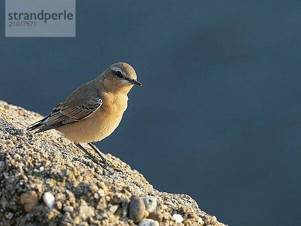 A female wheatear sitting on a rock