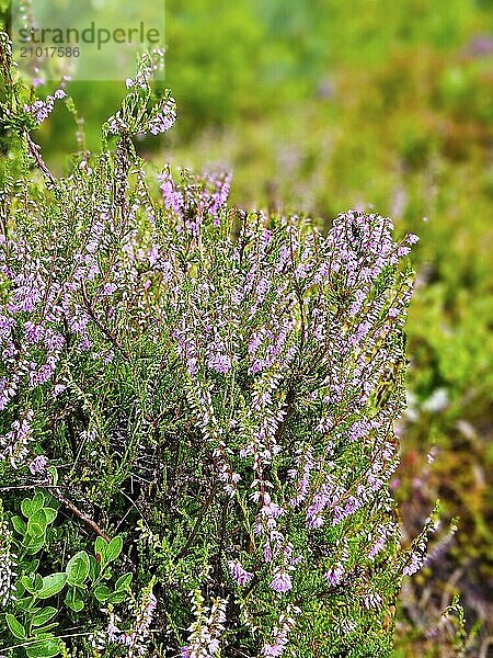 Erica (heather) in autumn light with beautiful bokeh. Pink  white and green nature shot