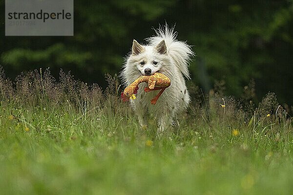 Retrieving Icelandic Hound