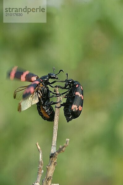 Blister beetles from the Meloidae family on a stick in Tamil Nadu  South India. The beetles may cause dermatitis if handled