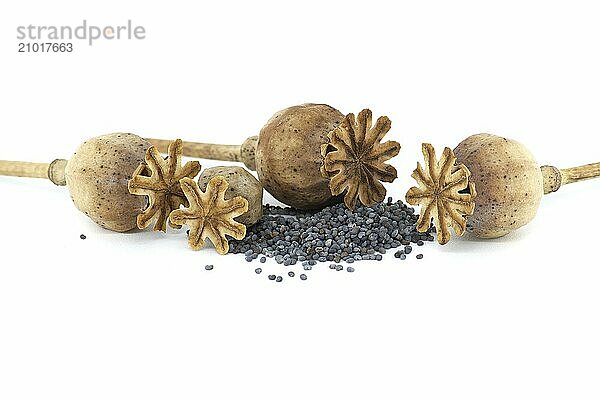 Dried poppy heads and pile of poppy seeds isolated on white background  full depth of field