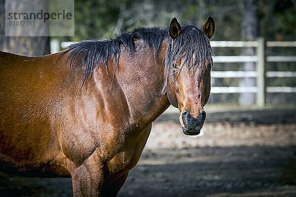 A side view of a beautiful horse in a fenced in pasture in north Idaho