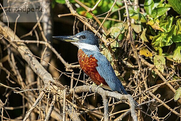 Ringed kingfisher (Ceryle torquata) Pantanal Brazil