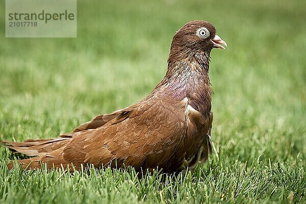 A cute rolling pigeon  also known as a Birmingham Pigeon near Monroe  Indiana