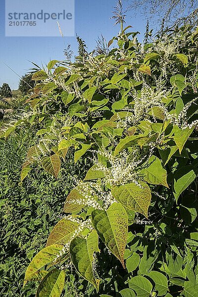 Flowering Japanese Knotweed (Fallopia Japonica)  an invasive piece in a forest clearing in Ystad  Scania  Sweden  Scandinavia  Europe