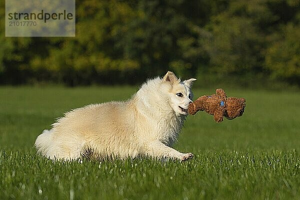 Playing Icelandic dog