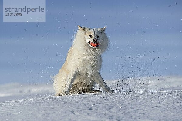 Ball games in the snow