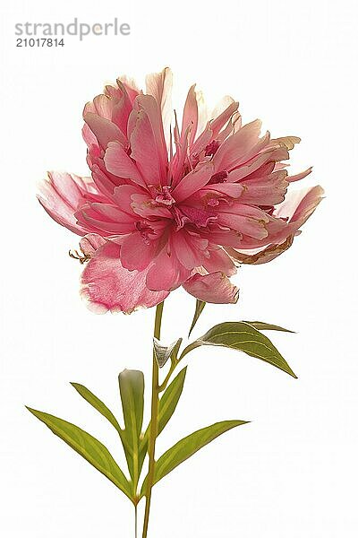 A close up studio photo of a pink peony flower set against a white background