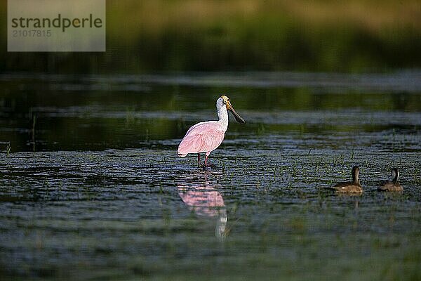 Roseate spoonbill (Ajaia ajaja) Pantanal Brazil