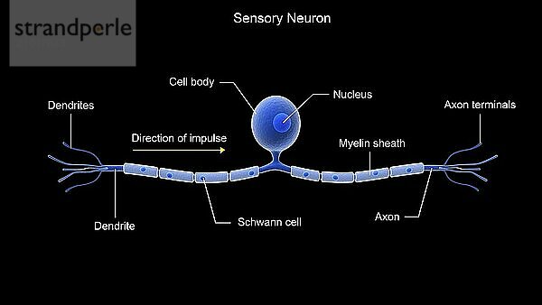 Conceptual image of a sensory neuron