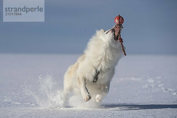 Icelandic dog playing in the snow