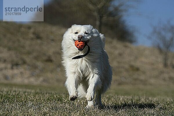 Retrieving Icelandic Hound