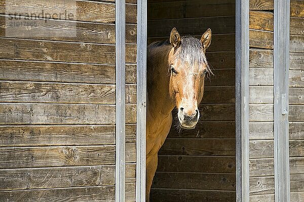 A chestnut colored horse stands at the doorway of a barn in Hayden  Idaho