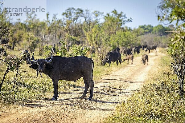 Herd of african buffalo (Syncerus caffer)  standing on a road  Balule Plains  South Africa  Africa