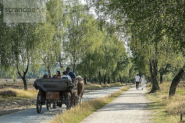 Heather blossom  horse-drawn carriage  pedestrians  trees  carriage ride near Wilsede  Bispingen  Lüneburg Heath  Lower Saxony  Germany  Europe