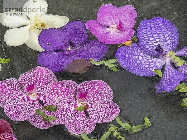 Several colourful orchid flowers in purple  pink and white on a dark surface  Amsterdam  Netherlands