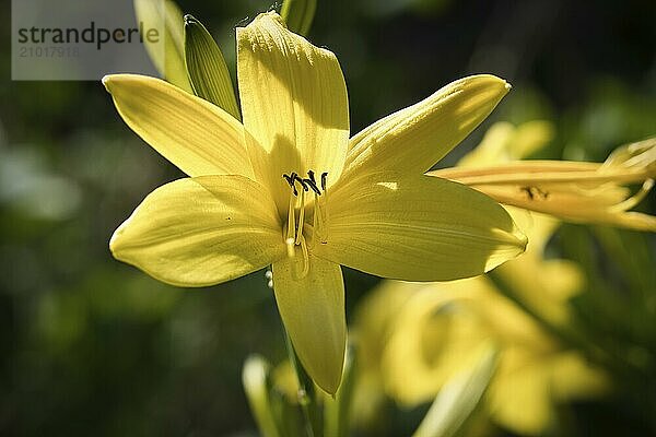 Gorgeous yellow lily with beautiful bokeh. Green leaves complete the color harmony. Flowers photo. Nature shot