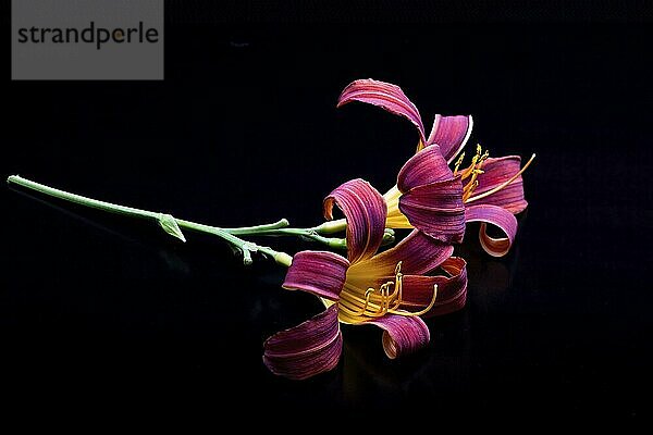 Red and yellow lilies on a black background