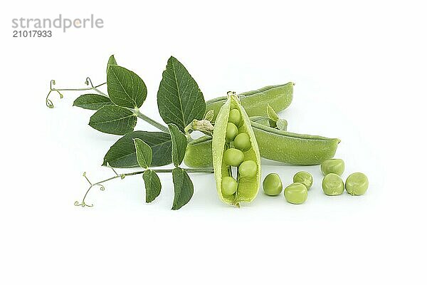 Fresh green peas  pea pods with green leaves and open pea pod in close up isolated on white background