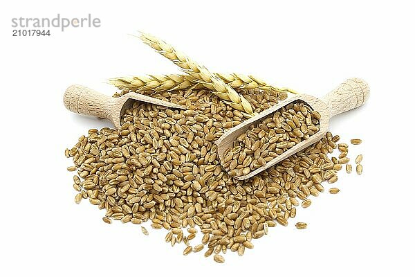 Wheat grain seeds spilling from two wooden scoops near to ripe wheat ears over white background with selective focus