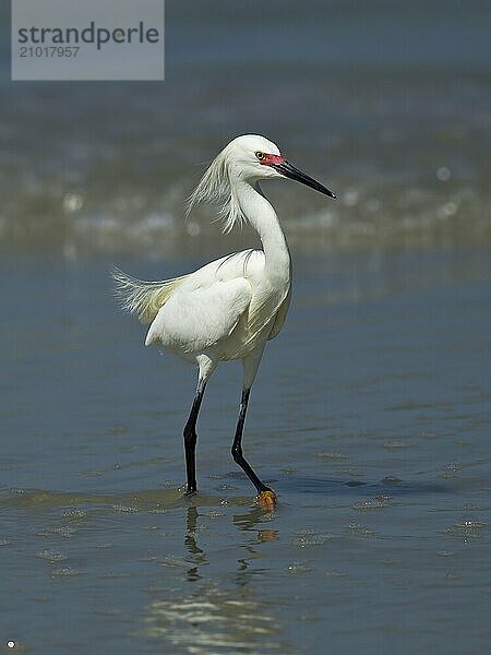 A pretty snowy egret is walking along the beach in shallow water in Central Florida